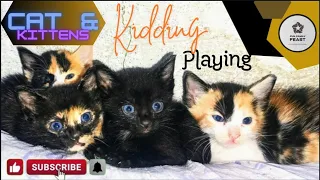 Cute Cats Baby Kittens | Kittens Kidding | Kitten Moments to  Enjoy | Black Cat & Black Kittens |