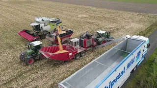 ! NASSE ANGELEGENHEIT ! Lexion 6800 TT, Stade Mühle, Fendt - Mais dreschen 2023 /  threshing corn