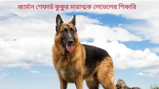 জার্মান শেফার্ড কুকুর। German Shepherd dog।