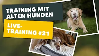 Live-Training #21, Thema: "Training speziell mit alten & kranken Hunden" | mydog365