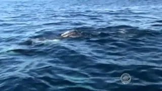 CBS Evening News - Killer whales near Calif. coast