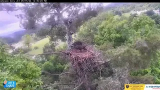 📢 JC23 Has Fledged!! - ETSU Johnson City: Boone, Jolene, JC23 & JC24 (5/15)