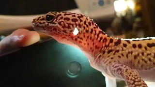 Light bulb head! Searching for a gecko's brain. An Iranian fat-tailed gecko