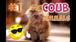 COUB ANIMALS, FAILS | Best Fails | Awesome | Funny | Coub | Лучшие Неудачи|ЛУЧШЕЕ НОЯБРЬ 2018| #1