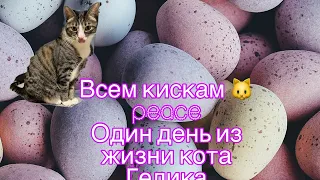 Один день из жизни кота Гелика