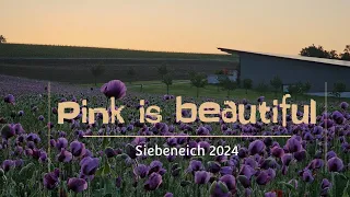 Faszination blühendes Mohnfeld in Siebeneich - Pink is beautiful-Erlenbacher Ölmühle-Hofgut Weibler