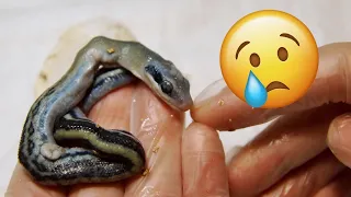 MUTANT! Abnormal embryo of Blue beauty snake / Cutting open the spoiled egg. Something went wrong