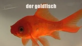 The Goldfish (2006)