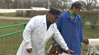 Козы мясного направления Goat breed