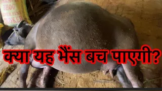 Acute case of bloat l Excessive gasses accumulation in the rumen l अफ़ारा l Near to death l dr umar