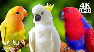 Parrot Paradise: Most Beautiful Parrots in the World - Birds Sounds & Wonderful Relaxing Melodies