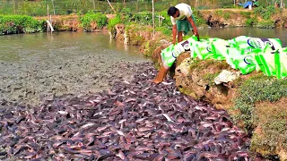 Hybrid Magur Bisnis Budidaya Ikan | Jutaan Makan Ikan Lele di Tambak | হাইব্রিড মাগুর