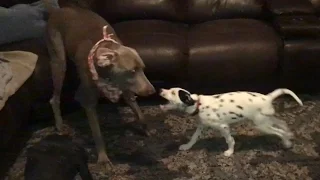 11 Week Old Dalmatian Puppy vs. 100 Pound Weimaraner