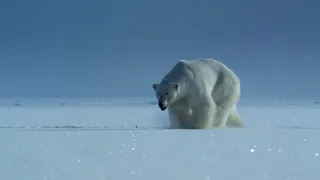 Polar bear eating baby seal