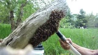 Swarm Capture with a Vaccum - Fixed...