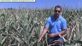 Symptoms of Drought Stress in Corn