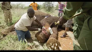 Treating a Snared Bull Elephant | Sheldrick Trust