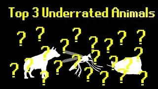 Top 3 Underrated Animals (Feat. Vsauce3)