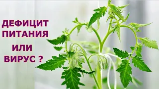 ГИБНЕТ ТОМАТ! Тонкая макушка, листья опущенные, бледные и резные!