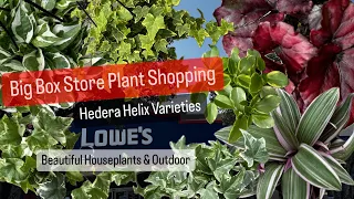 Big Box Store Plant Shopping Lowes Houseplants Indoor and Outdoor Plants Costa Farms Hedera Helix