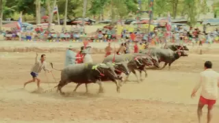 Buffalo Race ควายกว่า คาราบาว เพลงเก่า