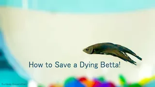How to Save a Dying Betta