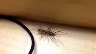 House Centipede in Slo Mo