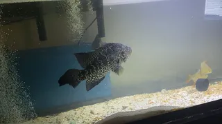 HUGE Jaguar Cichlid EATING Live Feeder Fish !!!! ( Live Feed Video ) #HugeJaguarCichlid