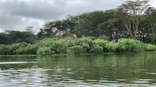 African Fish Eagle , Lake Naivasha Safari Boat , Kenya