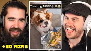 20 mins of Dog Tiktok Memes to make Terroriser happy...