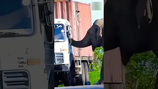 Elephant 🐘 Taking Road Tax from sugarcane trucks