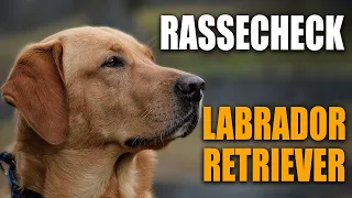 Labrador Retriever - Rasseportrait, Rassebeschreibung - Stadtfelle Rassecheck