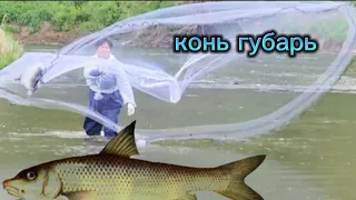 Рыбалка на кастинговую сеть в горных реках поймал рыбу конь губарь #fishing #кастинговаясеть