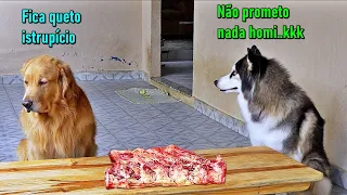 Deixei os dois sozinhos com um osso enorme - Resistiram??  (Olha o Husky..)