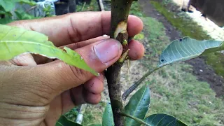 Single Bud Grafting On Mango Tree Video Tutorial by Grafting Examples