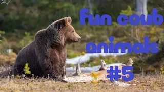 FUN coub animals #5 / смешные ролики с животными / Coub 2018