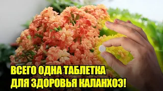 Чем Подкормить Каланхоэ В Домашних Условиях? Самые Эффективные Удобрения Для Супер Роста и Цветения!