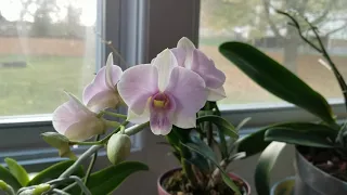 The Importance and Benefits of Using Potassium in Orchid Growing.