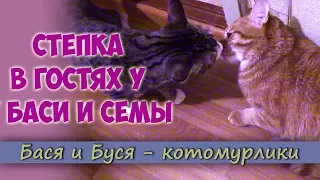 Three guests basi and Seven. Funny Cats | Basabose