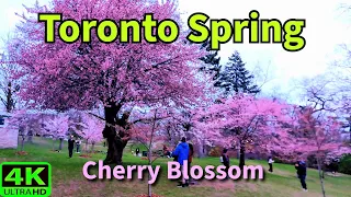 【4K】HIGH PARK TORONTO CHERRY BLOSSOMS IN BLOOMIN | TORONTO WALK