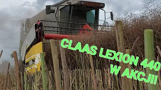 ŻNIWA RZEPACZANE 2023 CLAAS LEXION 440 W AKCJI