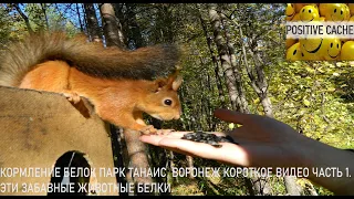 Кормление белок Парк Танаис Воронеж короткое видео часть 1. Эти забавные животные белки.