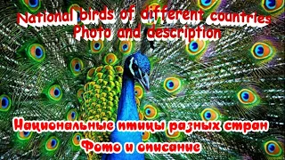 National birds of different countries Национальные птицы разных стран Фото и описание