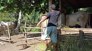 rutinitas pagi,, ngeluarin sapi dari kandang