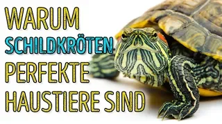🐢 Schildkröten sind toll! 5 Fakten, die das beweisen