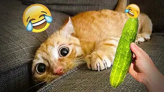 🐱😍 Funny Dog And Cat Videos 😸🐱 Funny And Cute Animal Videos 2024 # 25