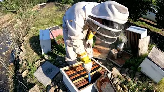 The First Bee Check Up of Spring! Ventura County Beekeeping