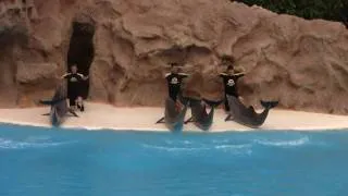 Dolphin Show Loro Parque, Tenerife. Part 1