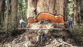 Dangerous Old Tree Cutting Fastest Skill Power Chainsaw Machines Working, Biggest Stihl Felling Tree