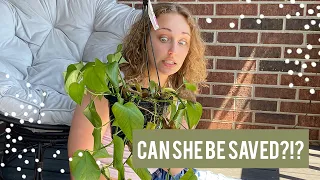SAVING HOUSEPLANTS | How to Rescue Clearance Plants! Revive an Overwatered Jade Pothos with me!!